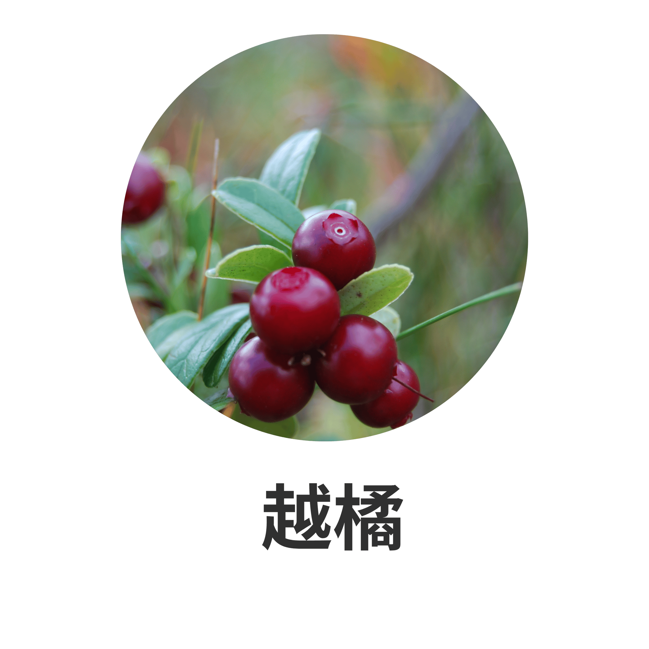HIKARI 主要成分