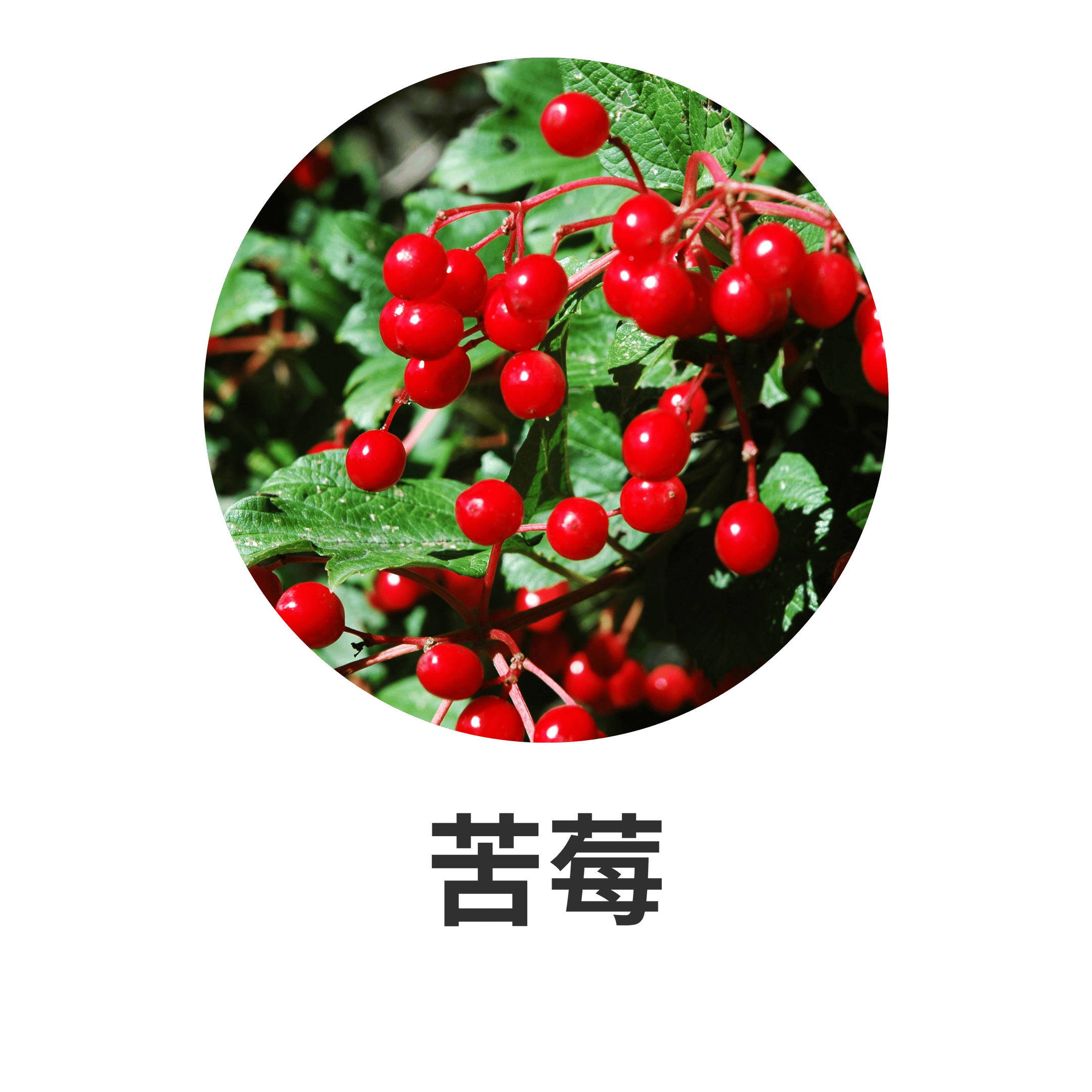HIKARI 主要成分