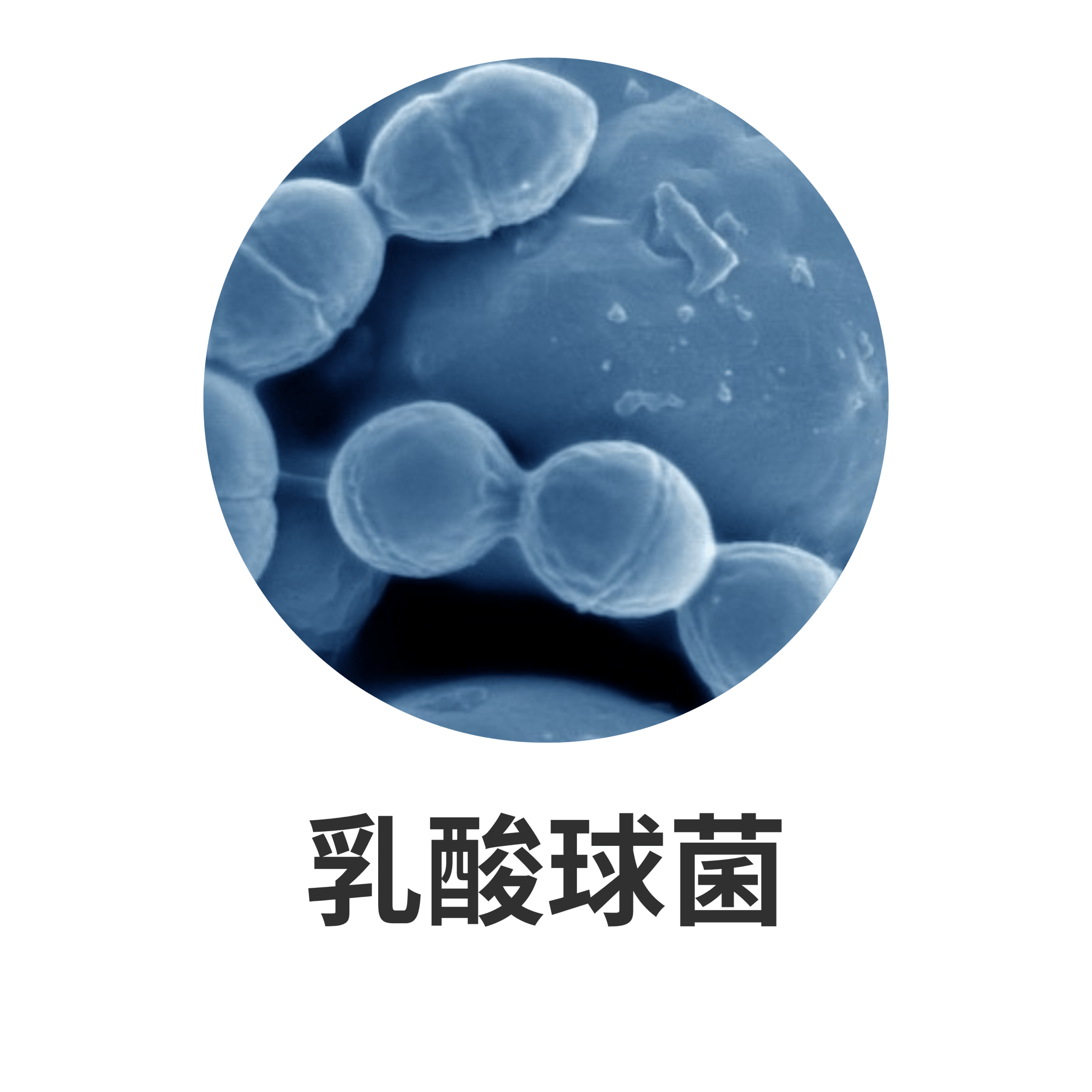 UTSUKUSHHII 主要成分